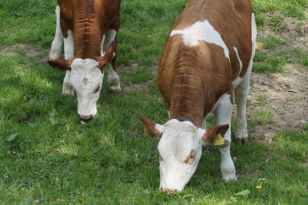 Ferienwohnungen Lichtenegger Kamp エクステリア 写真