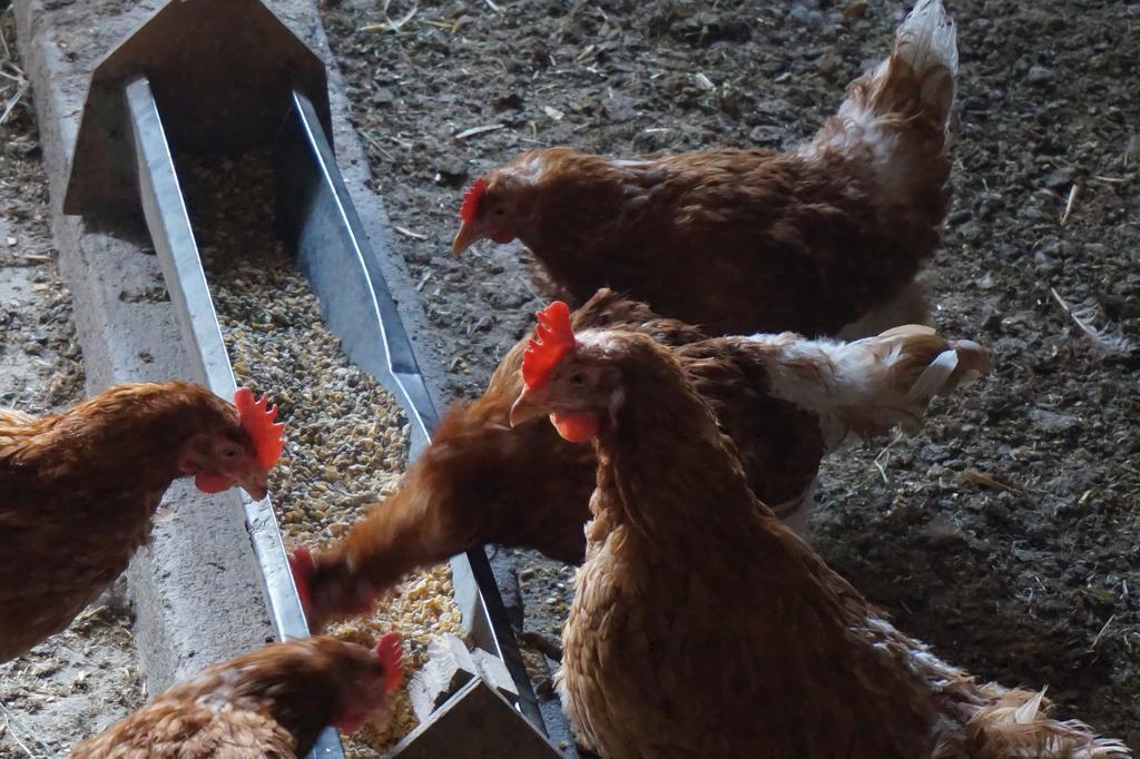 Ferienwohnungen Lichtenegger Kamp エクステリア 写真